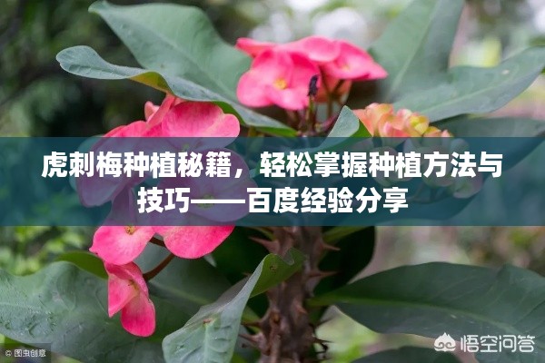 虎刺梅種植秘籍,輕松掌握種植方法與技巧——百度經(jīng)驗(yàn)分享
